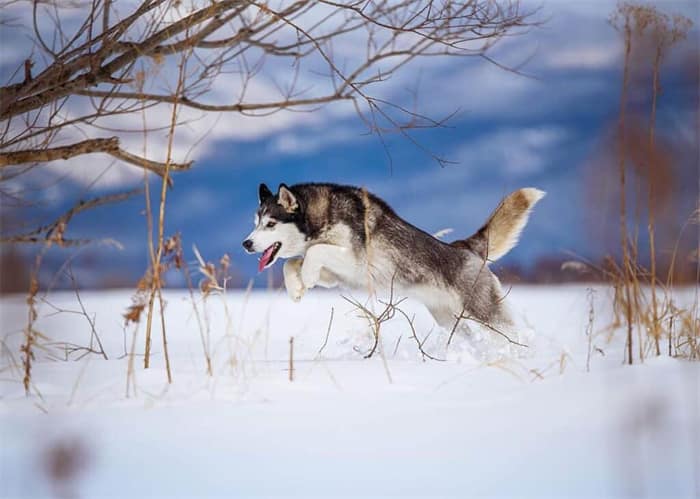 Hoe hoog kan een husky springen