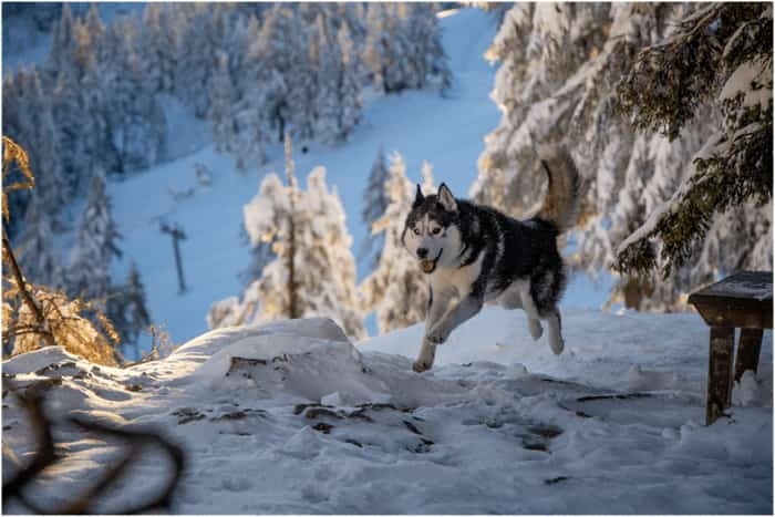 Hoe hoog kan een husky springen