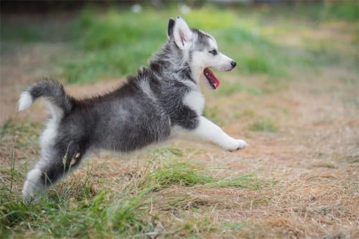 Quanto può saltare un husky