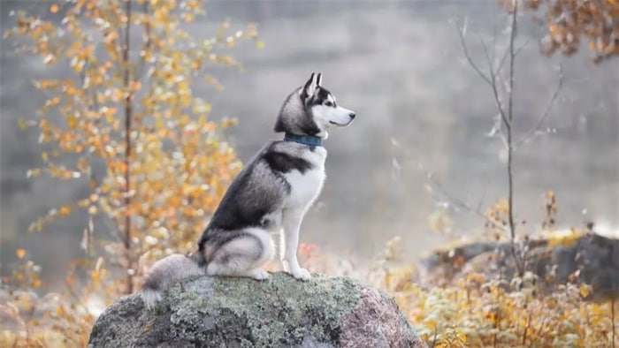 Hvor høyt kan en husky hoppe