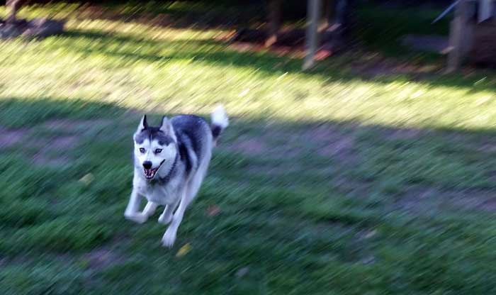 Hoe hoog kan een husky springen