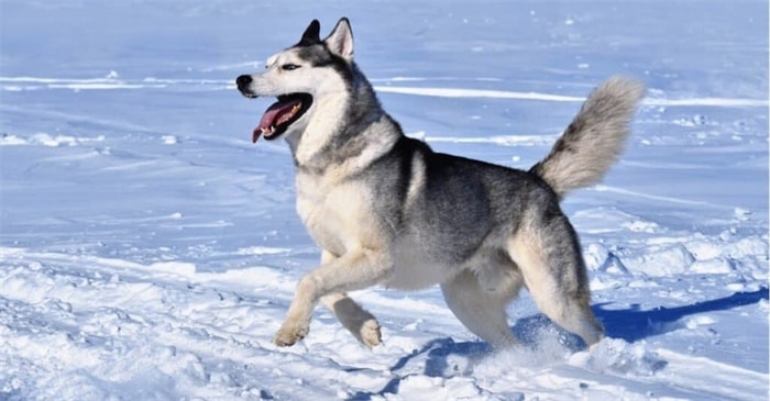 How long do Siberian huskies live