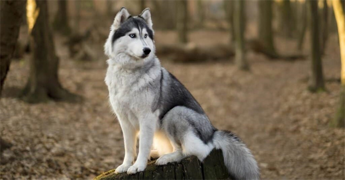 How long do Siberian huskies live