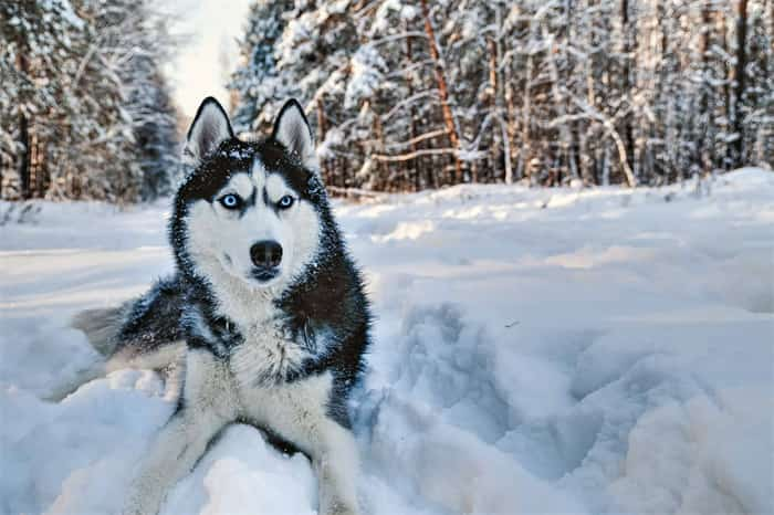 How long do Siberian huskies live