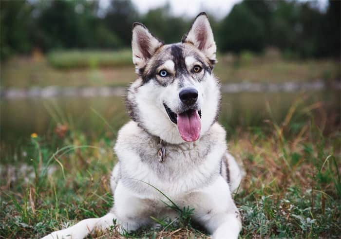 Hur länge lever siberian huskies