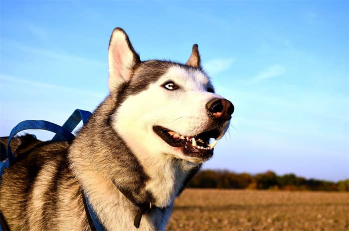 How long do Siberian huskies live