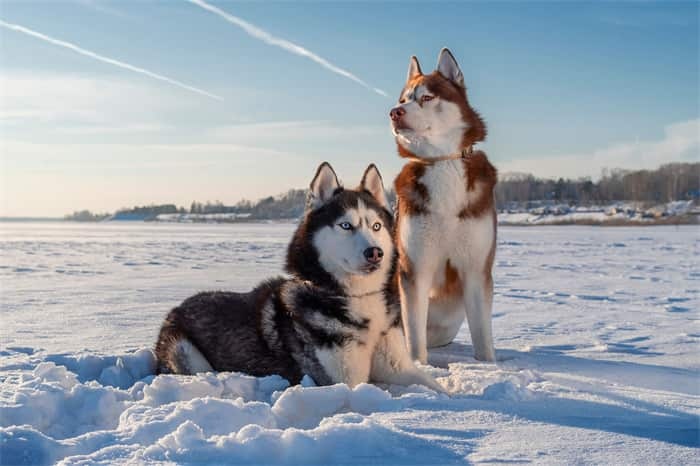 How long do Siberian huskies live