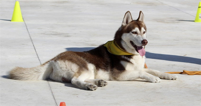 Come ridurre la perdita di pelo degli husky?