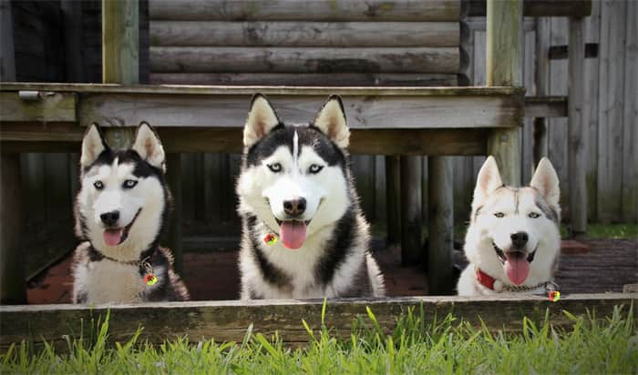 Wie lange leben Siberian Huskys