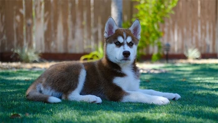 Combien coûte l'achat d'un husky sibérien ?