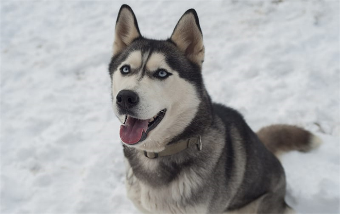 Hoeveel kost het om een Siberische husky te kopen?