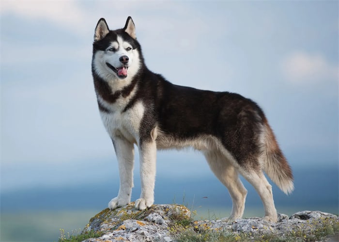 Fellwechsel und Allergien beim Husky