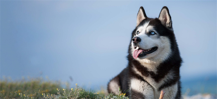 Hur mycket att köpa en Siberian husky