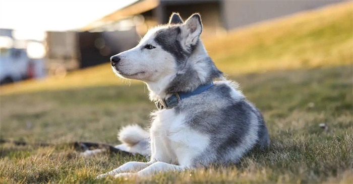 Combien coûte l'achat d'un husky sibérien ?