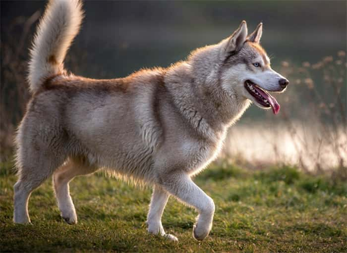 Wie viel kostet ein Siberian Husky?