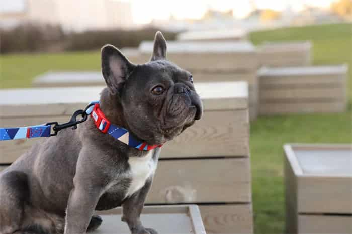 Quão apertada deve ser a coleira para cães