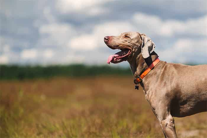 Cuánto debe apretar el collar del perro