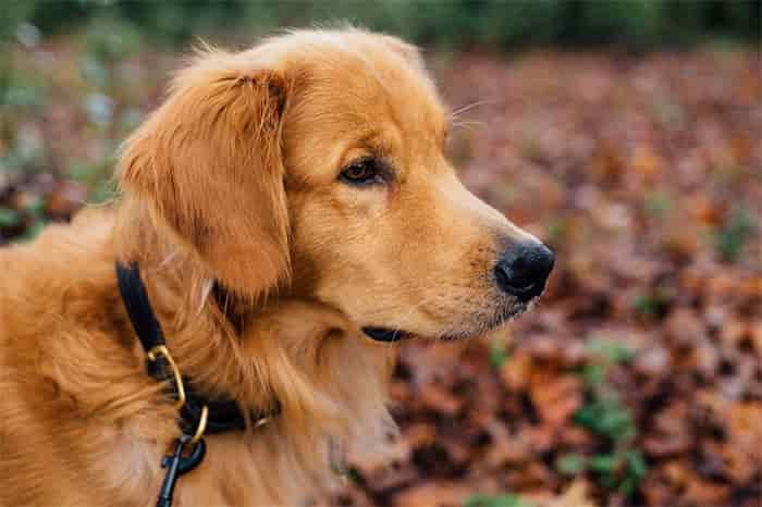 犬の首輪の締め付け