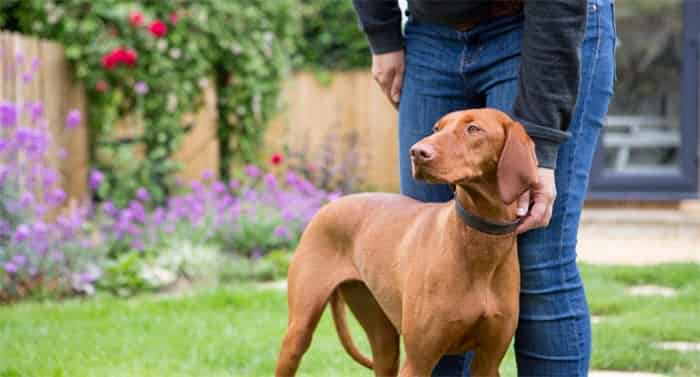 犬の首輪の締め付け