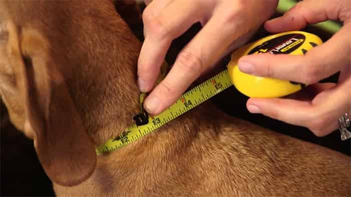 measure dog collar