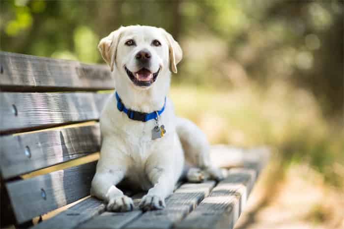 Quão apertada deve ser a coleira para cães