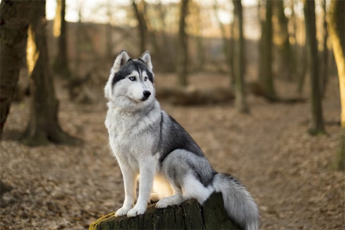 Comment dresser un Husky