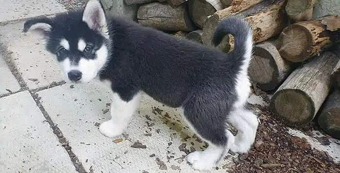 Come addestrare l'Husky