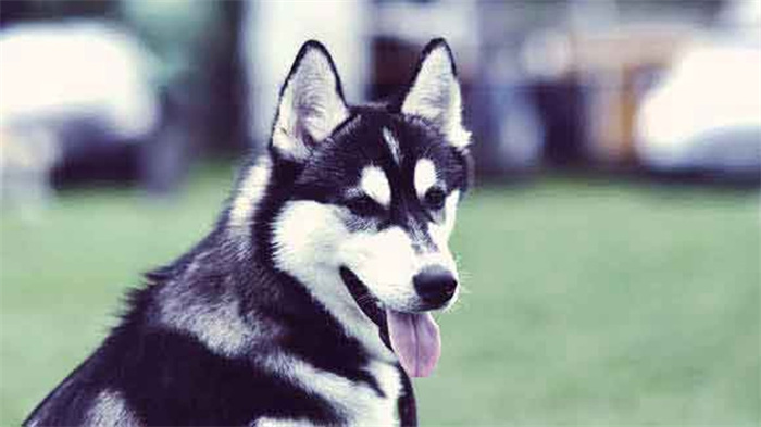 Comment dresser un Husky