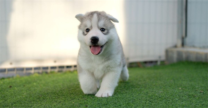 Wie man einen Husky trainiert