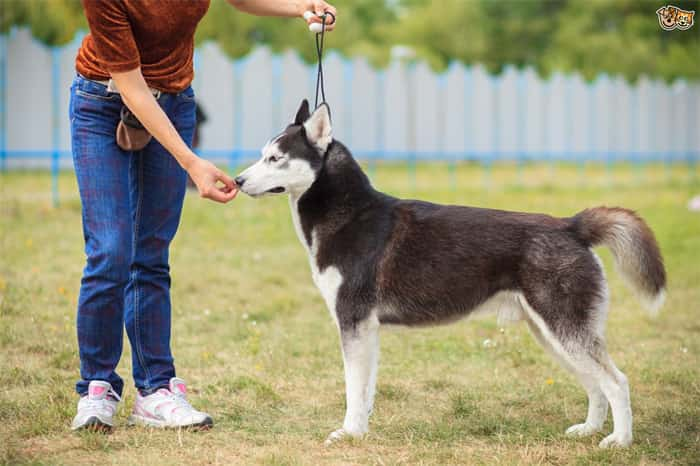 Hvordan trene husky