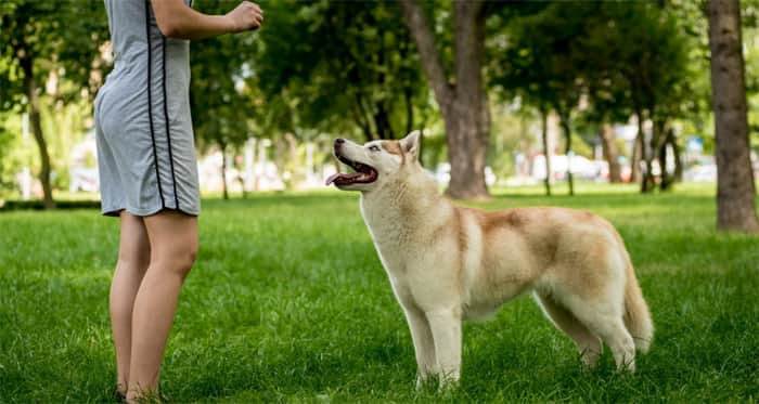 Cómo adiestrar a un husky