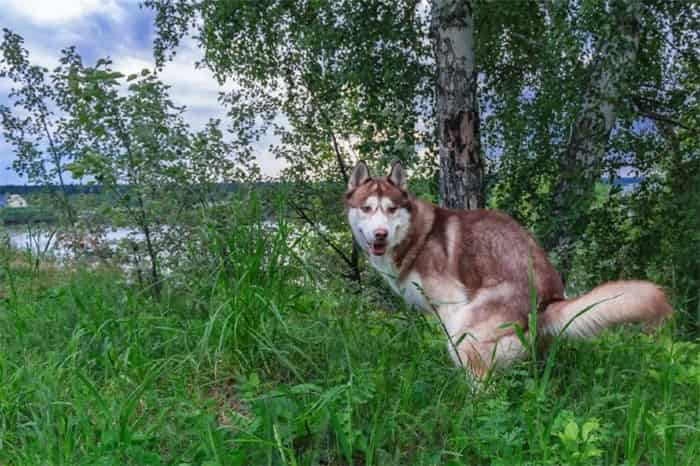 Hoe Husky Trainen