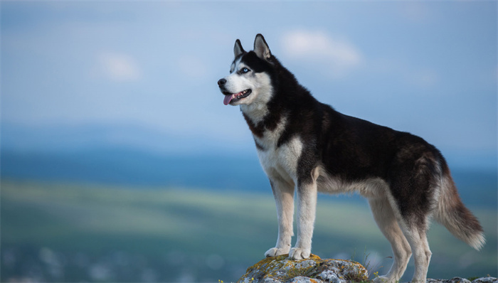 Husky Nasıl Eğitilir