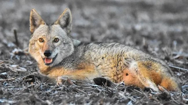 husky coyote mix