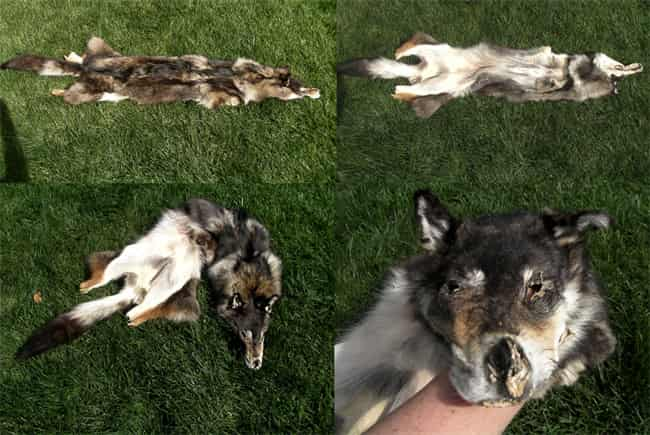 blanding av husky og coyote