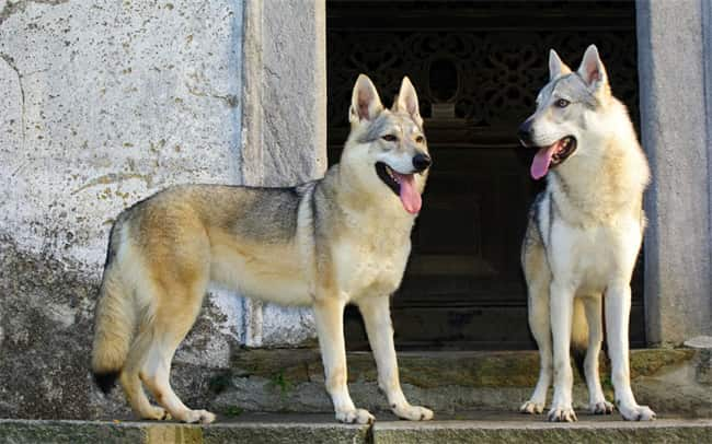 mezcla de husky y coyote