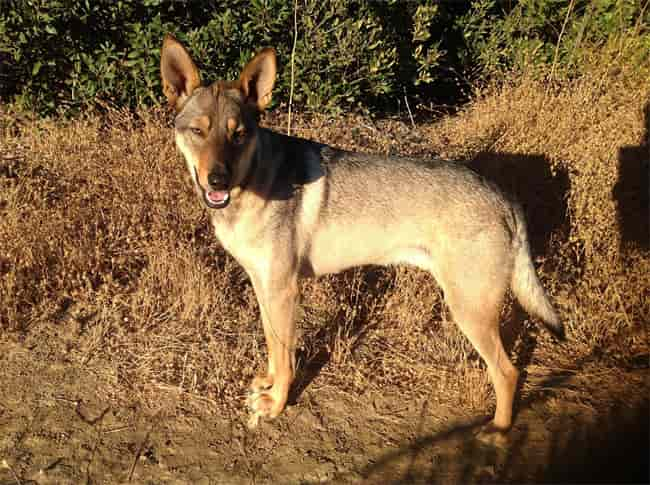 Husky-Kojoten-Mix