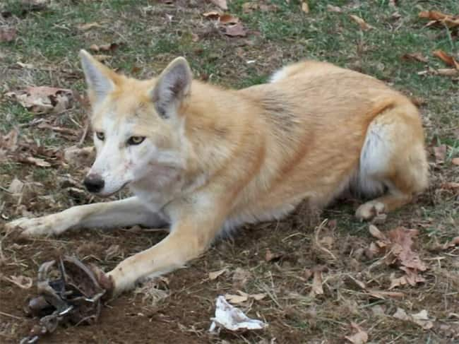 blanding av husky og coyote