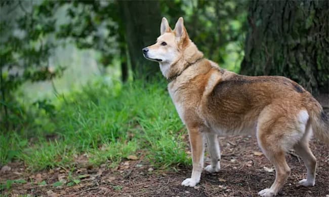 husky coyote mixte