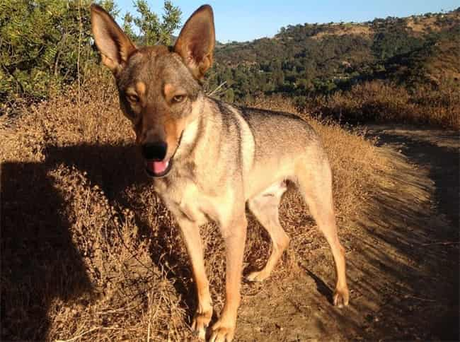 husky coyote mix