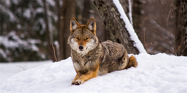 mezcla de husky y coyote