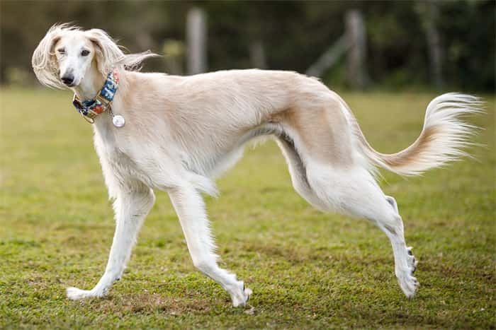 2. Saluki