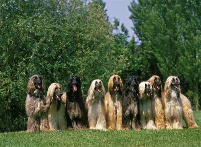 3. Afghan hound