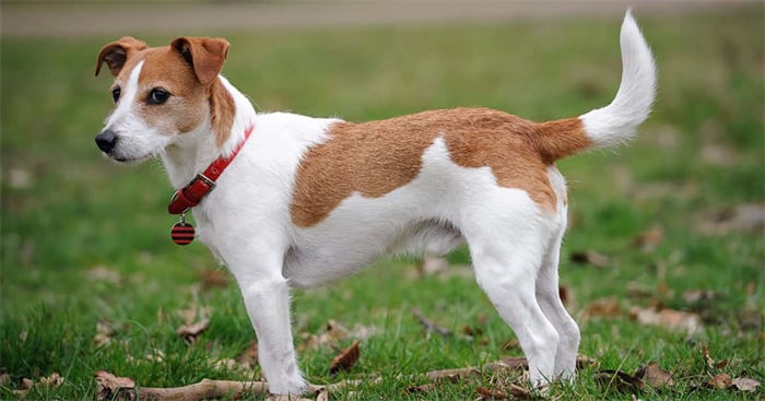 6. Terrier Jack Russell