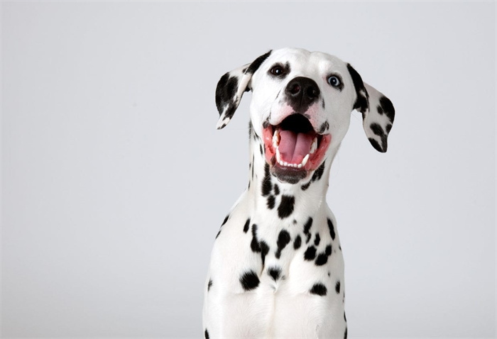 7. Dalmatien