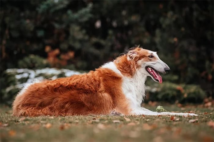 8. Borzoi