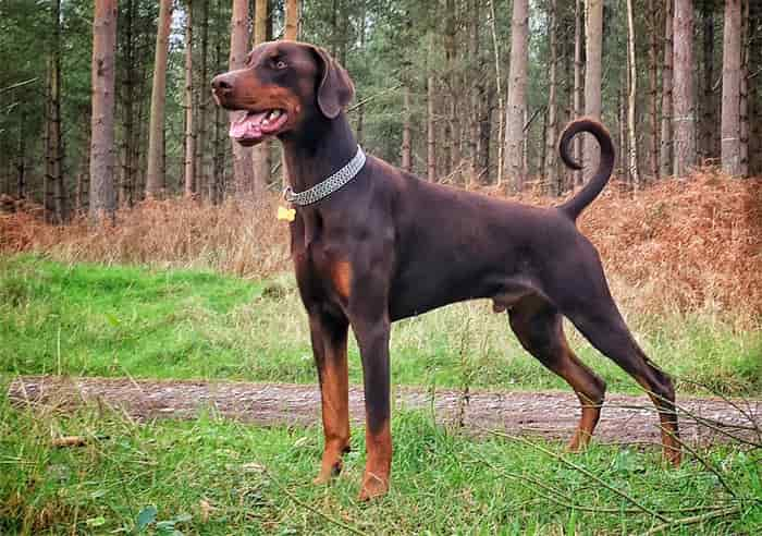 9. Dobermann Pinscher