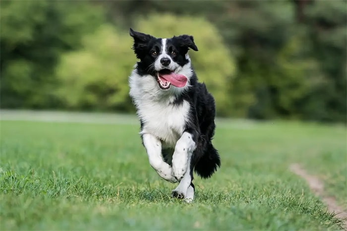 10. Border collie