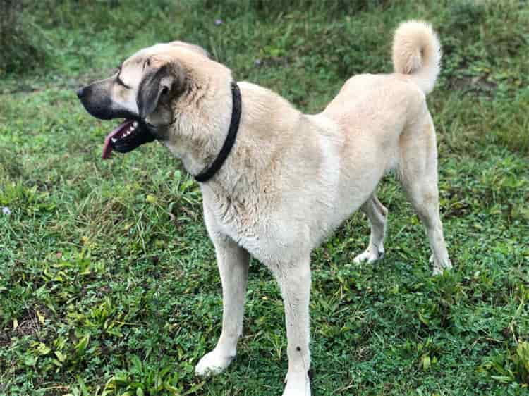 1. Kangal