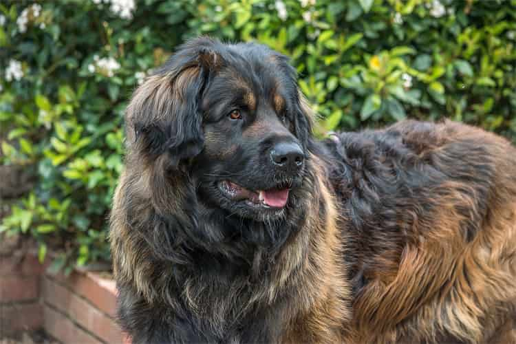 10. Leonberger